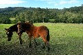 Rare find Horse lovers delight HILLDALE Picture