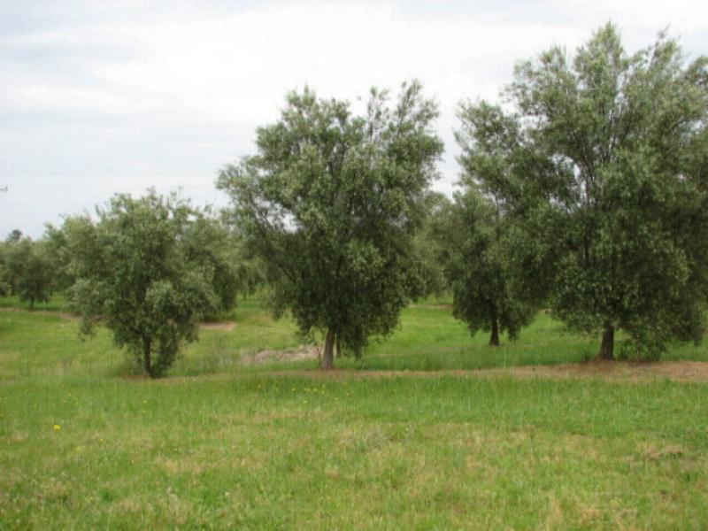 A Rare Opportunity Picture 3