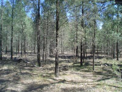 Two Adjoining Allotments Situated within the Village Picture
