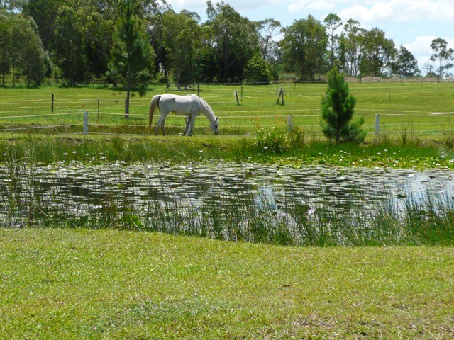 5 ACRES OF VACANT LAND WITH TOWN WATER Picture 2