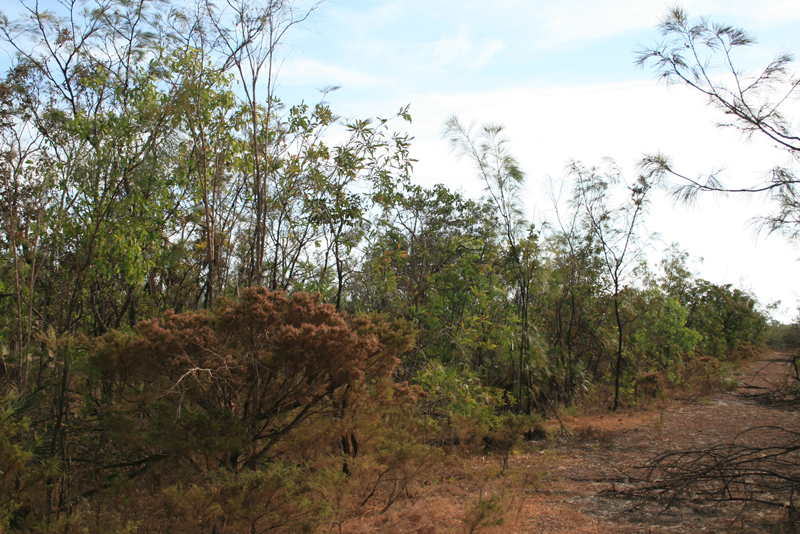 High and Dry Block Picture 3