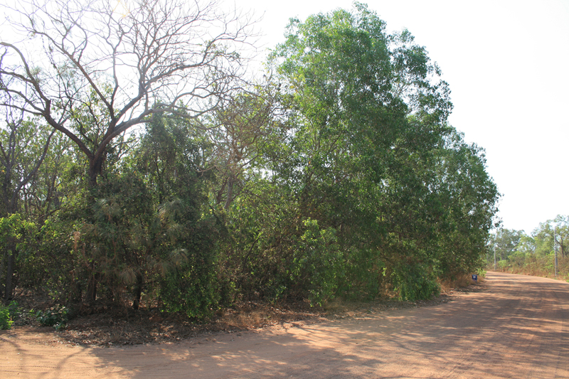 Bush Block Picture 2