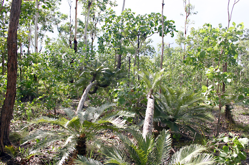 Premium Block in exclusive Woodlea Estate Picture 2