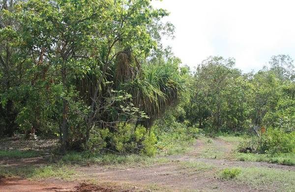 Dundee Beach Picture