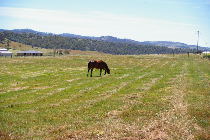 ACREAGE - IDEALLY SUITED FOR HORSES Picture 1