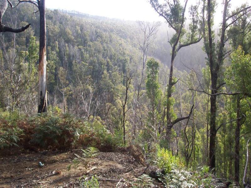 BUSH BLOCK, 202 ACRES, CHURCH ROAD, MT DROMEDARY Picture 2