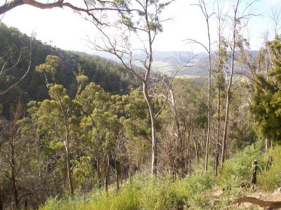 BUSH BLOCK, 202 ACRES, CHURCH ROAD, MT DROMEDARY Picture BUSH BLOCK, 202 ACRES, CHURCH ROAD, MT DROMEDARY Picture