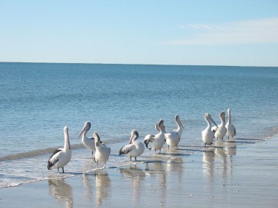 LIVING AT ITS BEST Picture