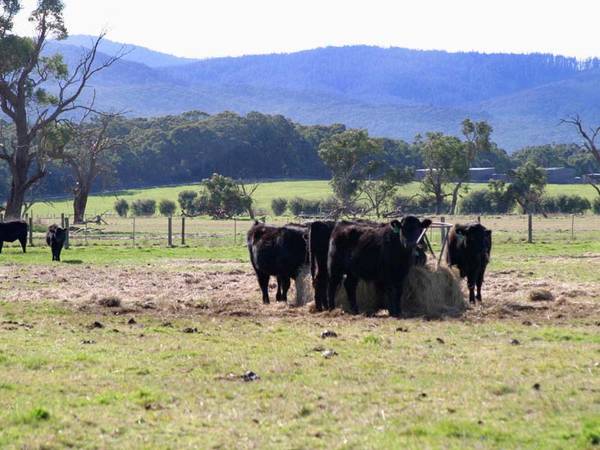 GUNDAMAINE - 46.5 HA - 116 ACRES - A SUPERB RURAL HOLDING Picture