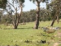 THE PASTURE - 9.8HA (24.22 ACRES) Picture THE PASTURE - 9.8HA (24.22 ACRES) Picture
