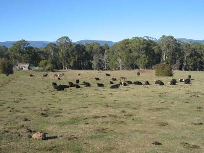 79 Ha FARM ON TWO TITLES Picture