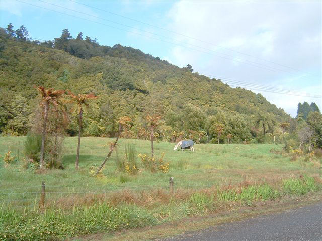 NEARLY AN ACRE FOR $105,000 Picture 2