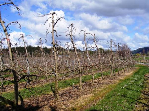 PEACH ISLAND PARADISE Picture