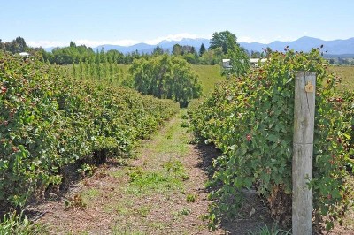 LIFESTYLE PROPERTY WITH AN INBUILT INCOME Picture