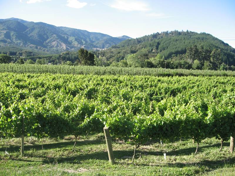 MINI VINEYARD + LIFESTYLE Picture 1