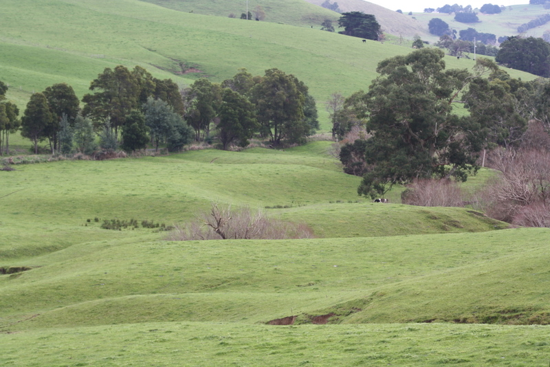 BLUE GUM COUNTRY - 154 ACRES Picture 2