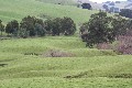 BLUE GUM COUNTRY - 154 ACRES Picture
