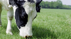 BLUE GUM COUNTRY - 105 ACRES Picture 1