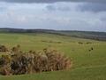 500 ACRES GRAZING PROPERTY Picture