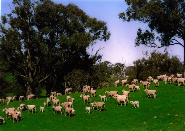 Quality Farming and Grazing Country Picture 1