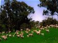 Quality Farming and Grazing Country Picture