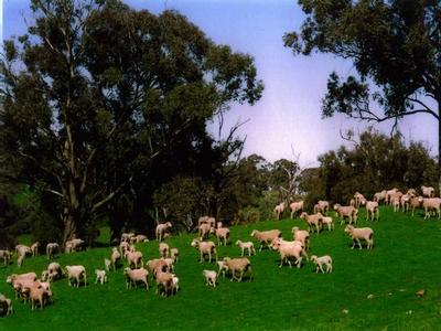 Quality Farming and Grazing Country Picture Quality Farming and Grazing Country Picture