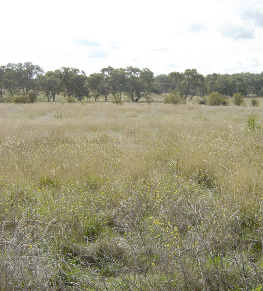 Industrial Subdivision, Hill Street, Molong Picture 1