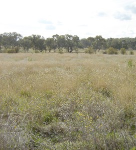 Industrial Subdivision, Hill Street, Molong Picture Industrial Subdivision, Hill Street, Molong Picture
