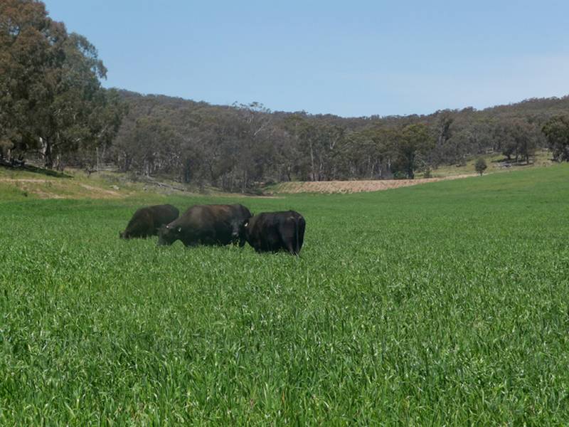 Coolumbala, Gowan Road, Gowan Picture 2