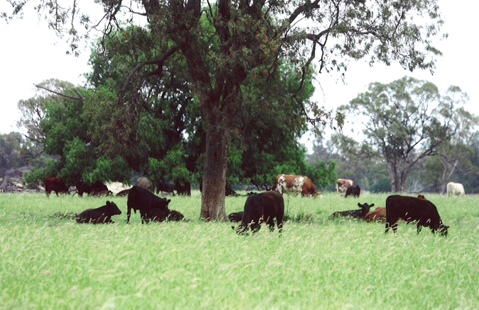 Coonamble District Properties Picture 2