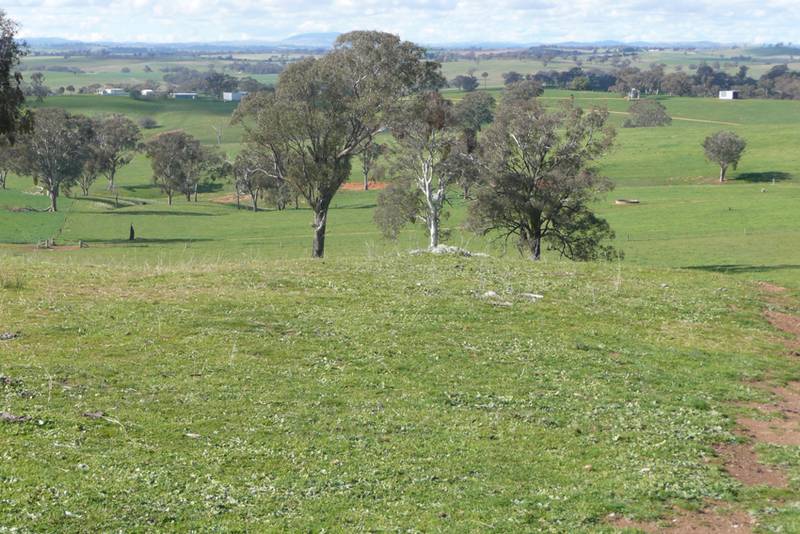 Rothesay, Canowindra Road, Walli/Canowindra Picture 3