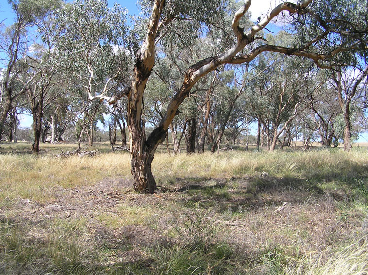 Lot 4 Stapletons Road, Molong Picture 2