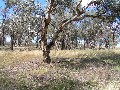 Lot 4 Stapletons Road, Molong Picture