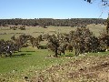 Lot 102 Sandy Creek Road, Molong Picture Lot 102 Sandy Creek Road, Molong Picture