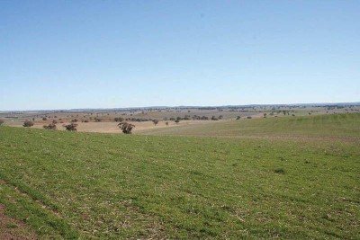 Lot 104 Yarrawonga, Kite's Mountain, Molong Picture