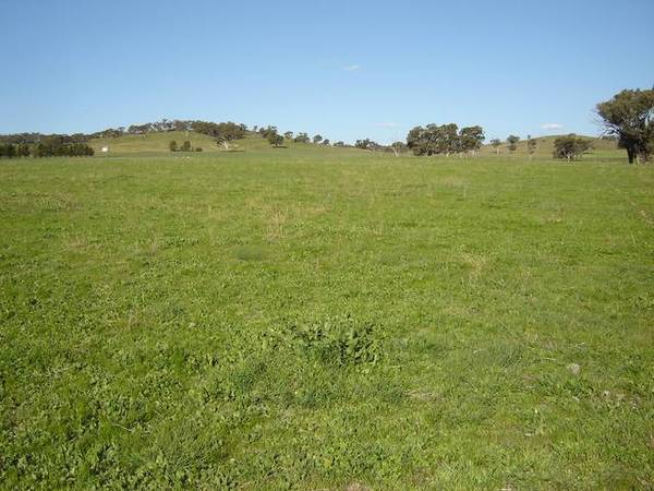 Lot 206 Beri, Euchareena Road Molong Picture 1