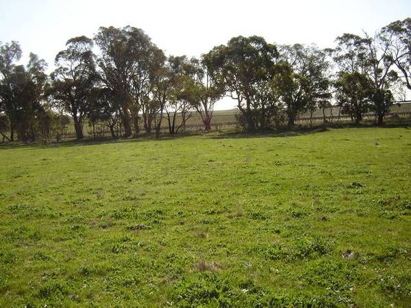 Lot 206 Beri, Euchareena Road Molong Picture 2