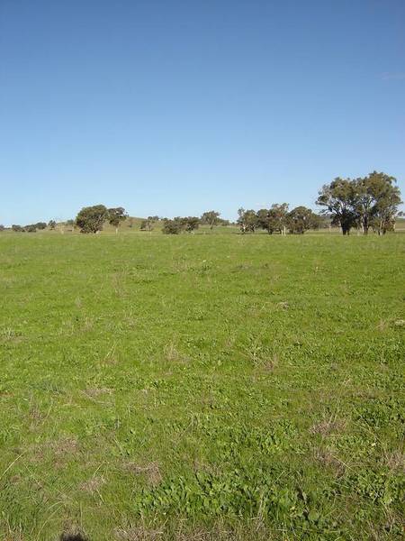 Lot 206 Beri, Euchareena Road Molong Picture 3