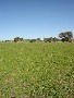 Lot 206 Beri, Euchareena Road Molong Picture