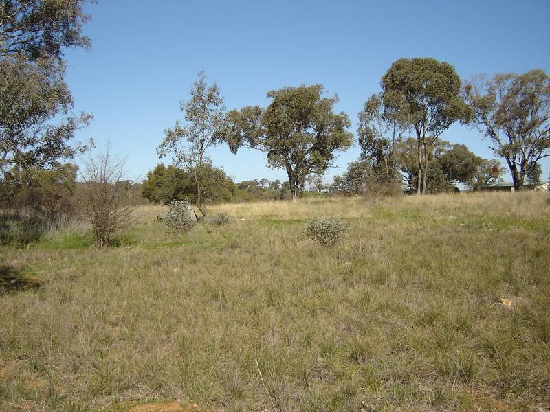 Lot 203 McGroder Street, Molong Picture 3
