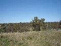 Lot 203 McGroder Street, Molong Picture Lot 203 McGroder Street, Molong Picture