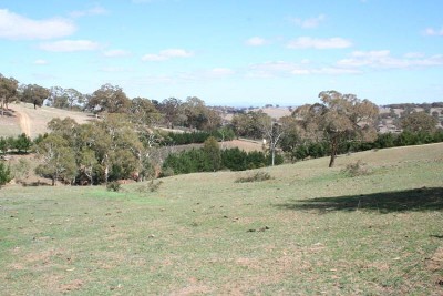 The Gully, Dickson's Lane, Tallwood Picture