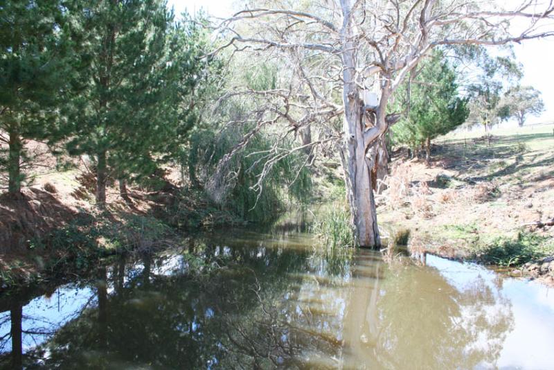 The Gully, Dickson's Lane, Tallwood Picture 3