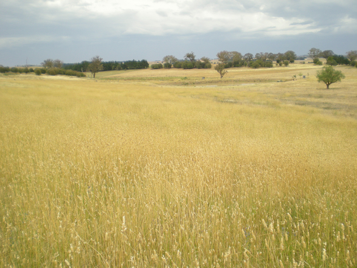 Lot 3 Charles Booth Way, Millthorpe Picture 2