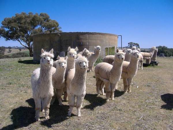 100 acres, 10 minutes from Young Picture 3