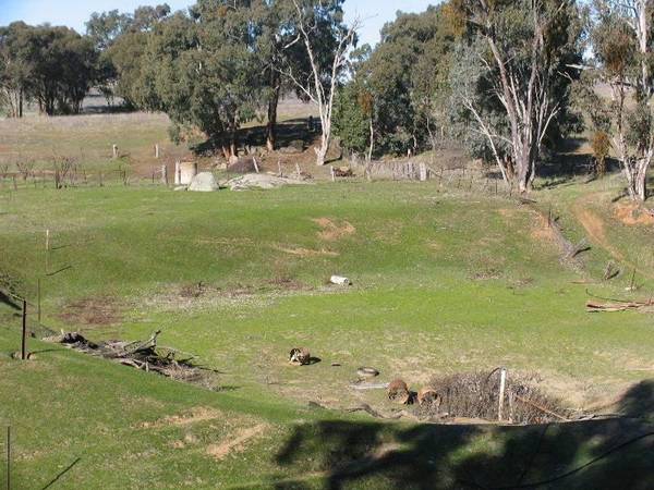 Burrangong Home Farmlet Picture 2