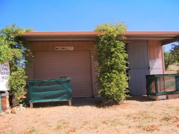 Cherry Plum Orchard Picture 3