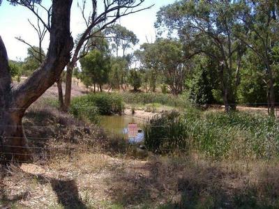 Cherry Plum Orchard Picture