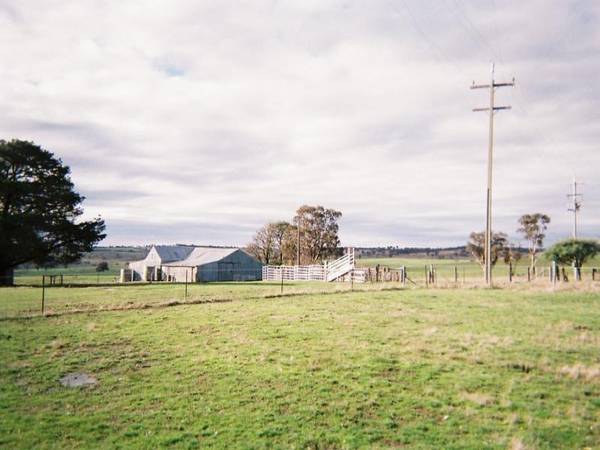 High Plateau Fattening, Grazing Country Picture 2