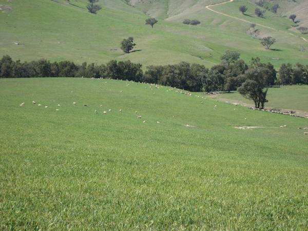 Kangaroo Mountain 2711ha - 6700ac Picture 2